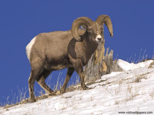 Animals_473