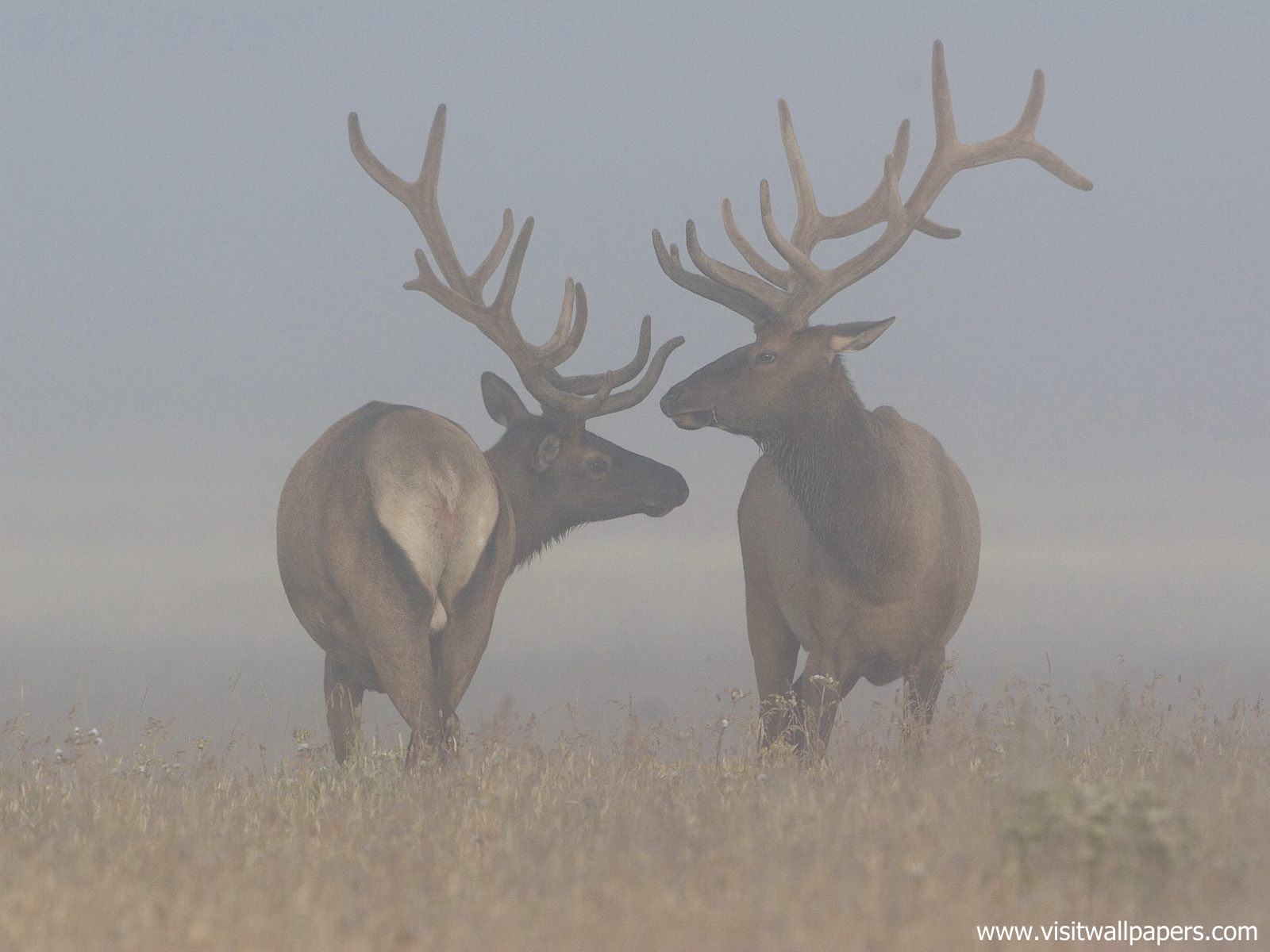 Animals_480