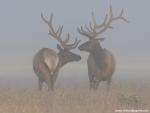 Animals_480