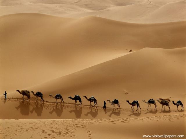 Animals_482