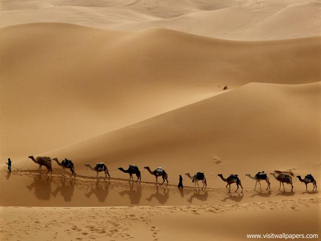 Animals_482