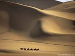 Animals_483
