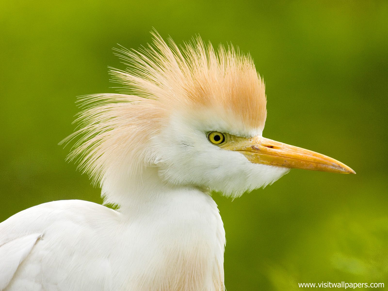 Animals_489
