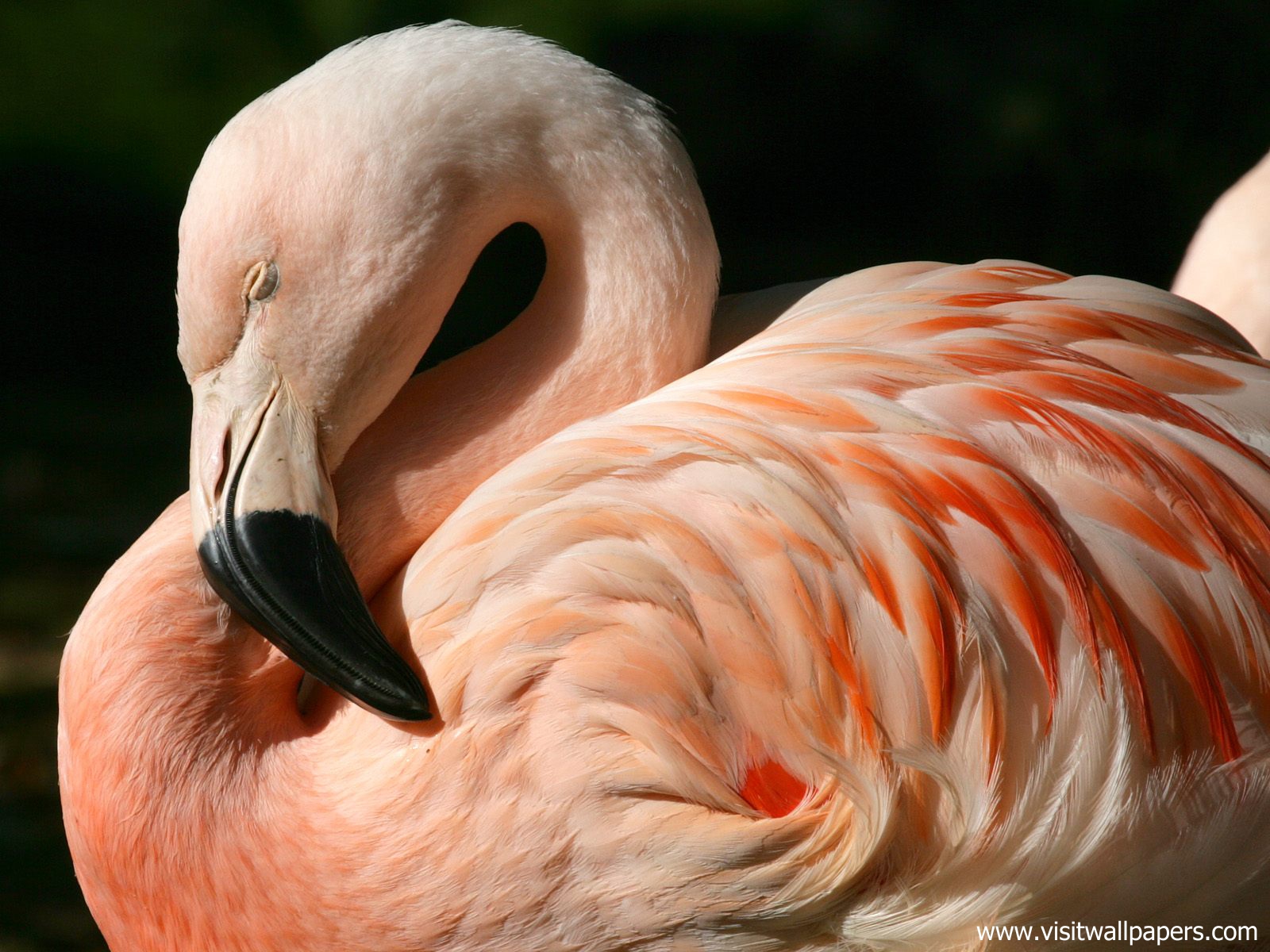 Animals_491
