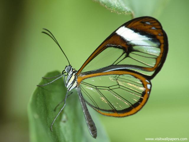 Animals_492