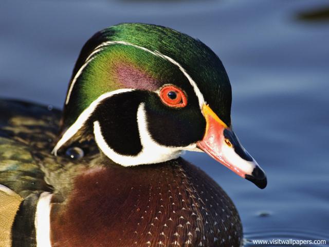 Animals_493