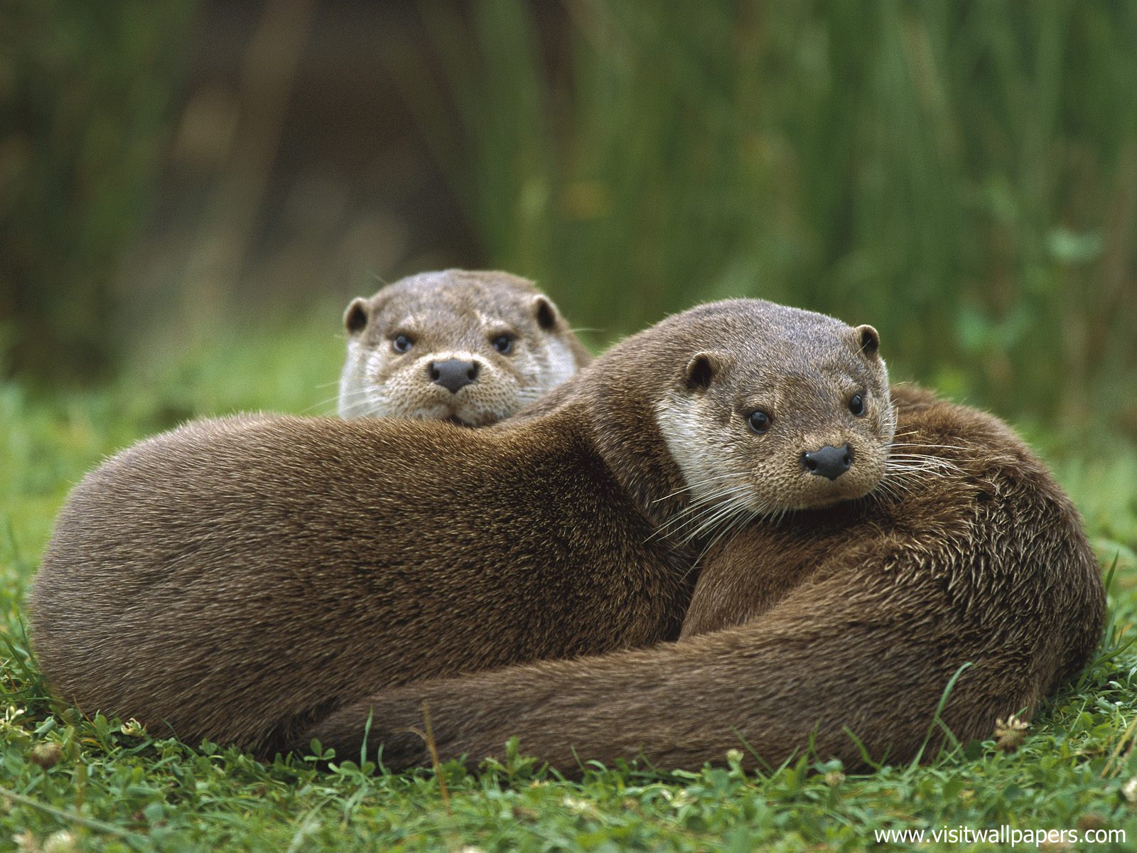 Animals_502
