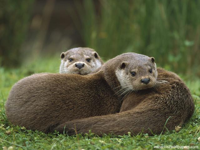 Animals_502