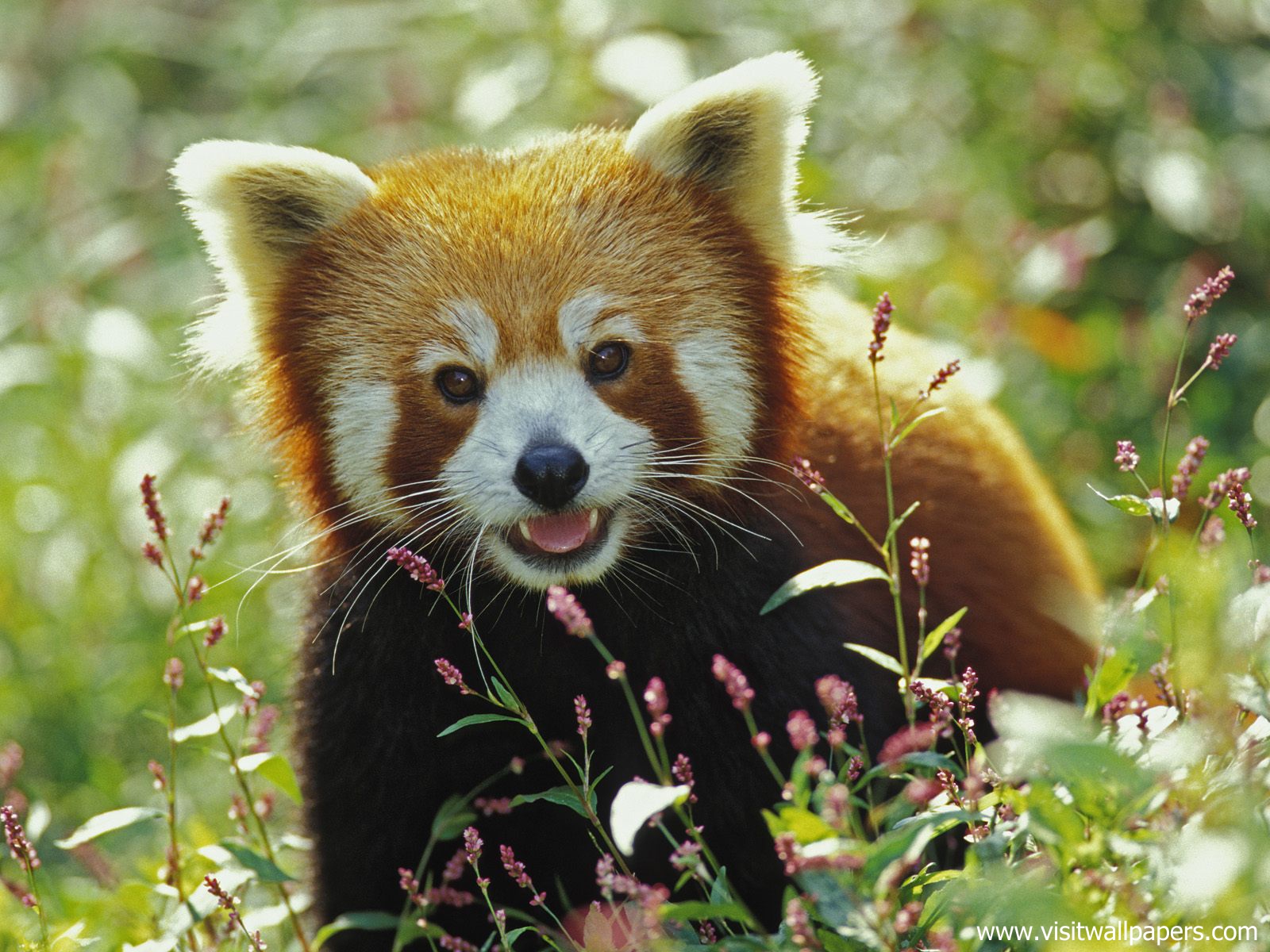 Animals_504