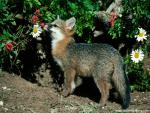 Animals_507