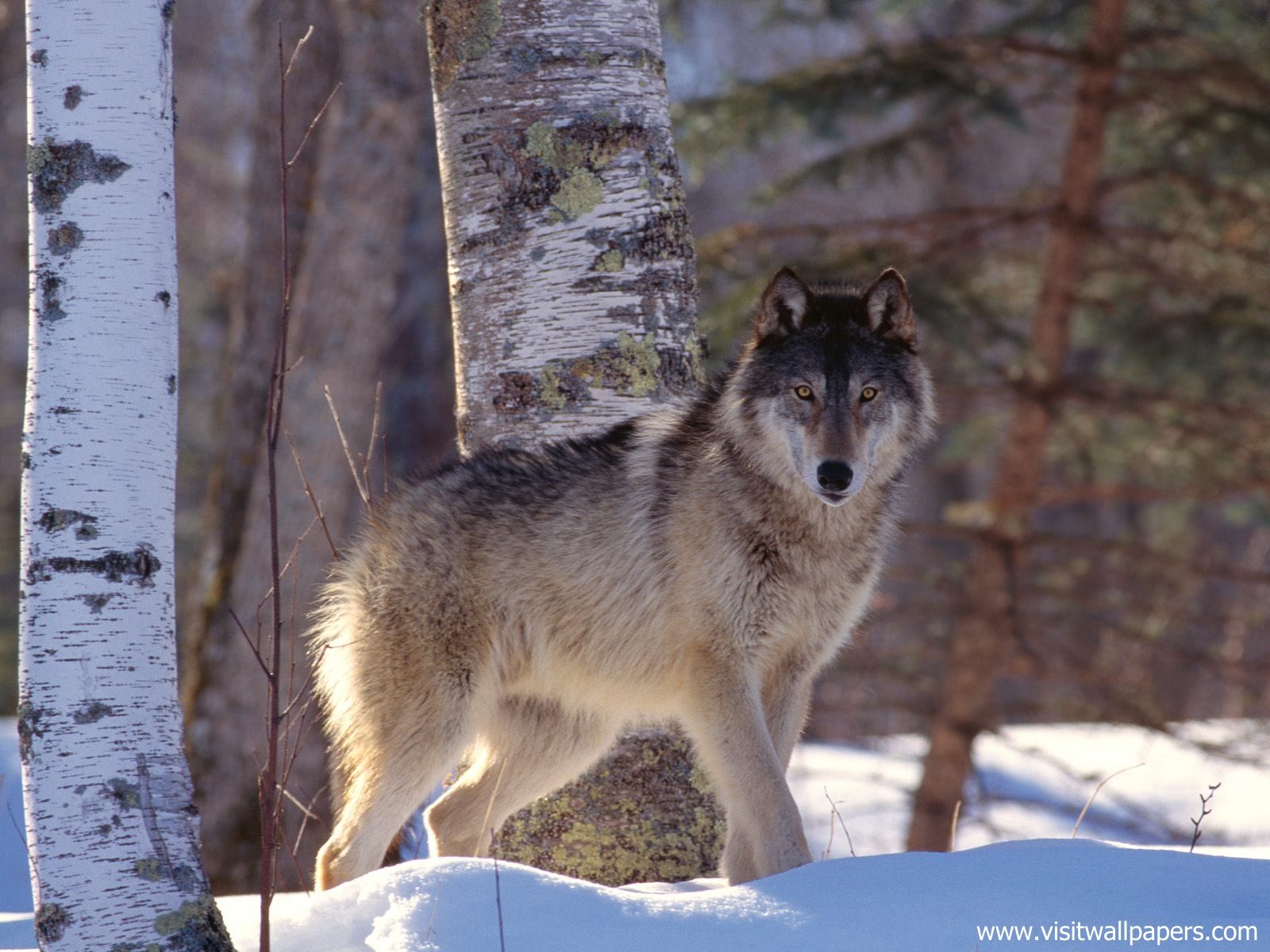 Animals_508