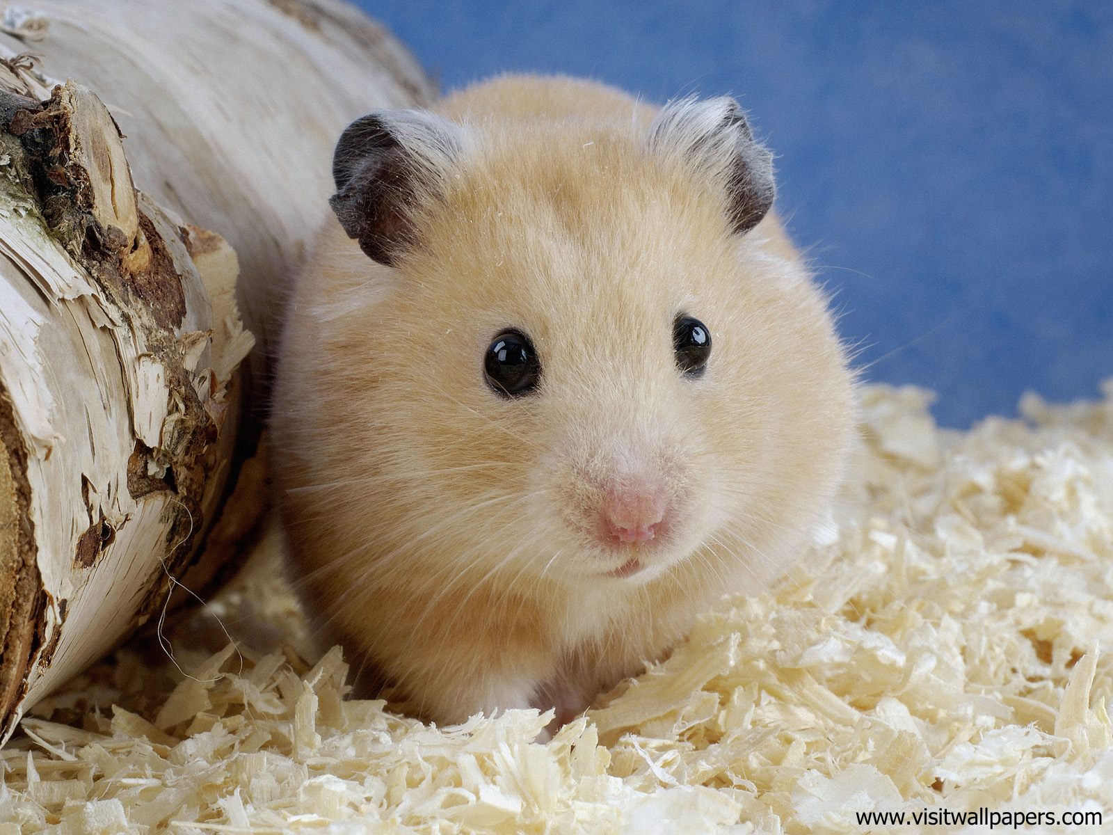 Animals_511