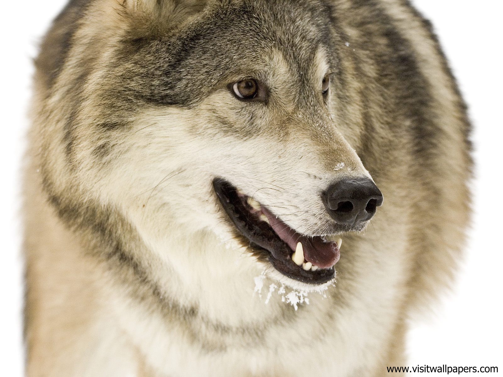Animals_515
