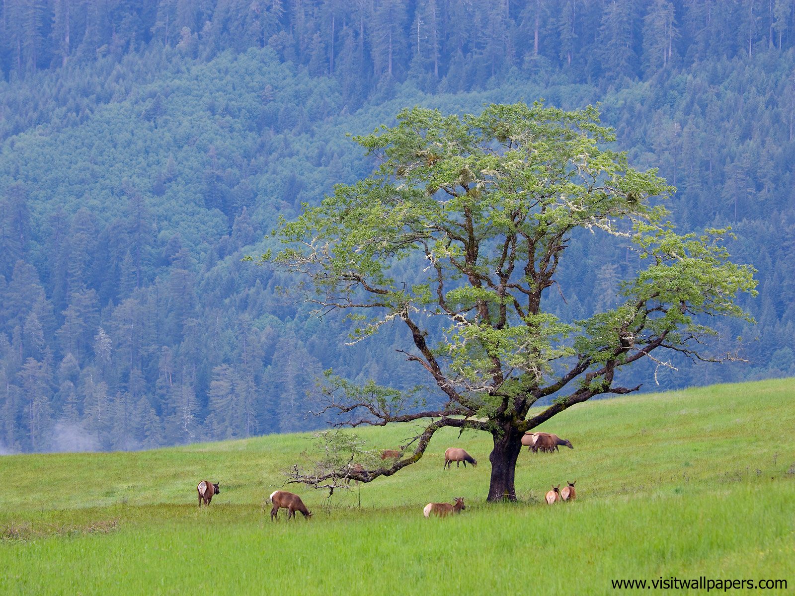 Animals_518