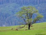 Animals_518