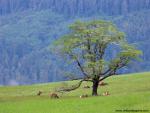 Animals_518