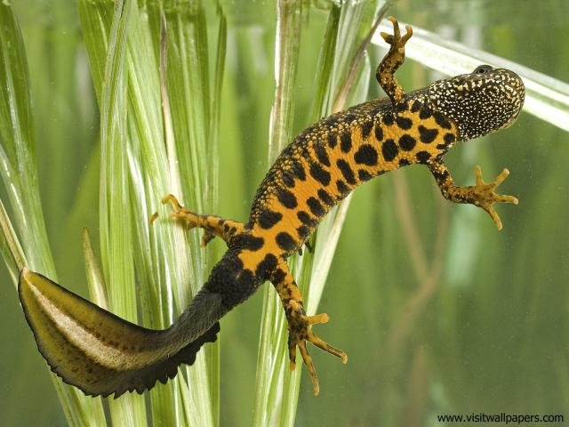 Animals_522