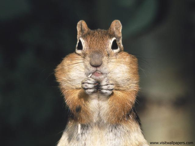 Animals_524