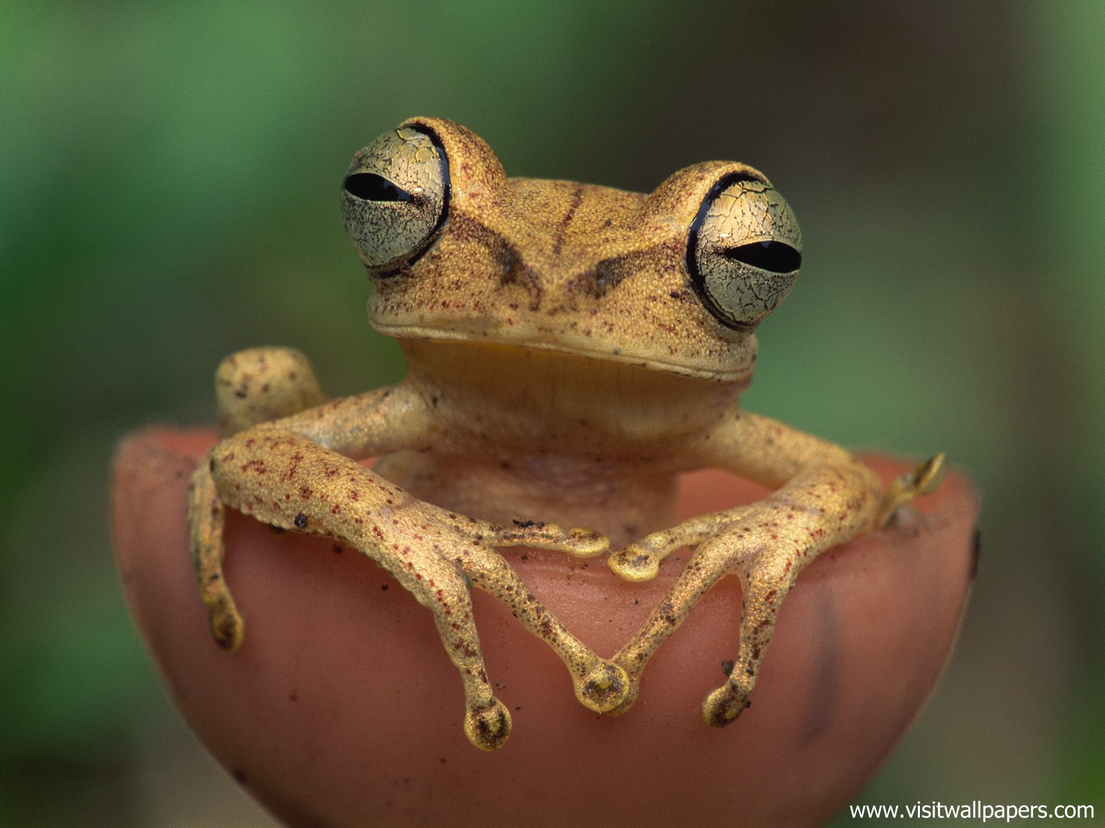 Animals_526