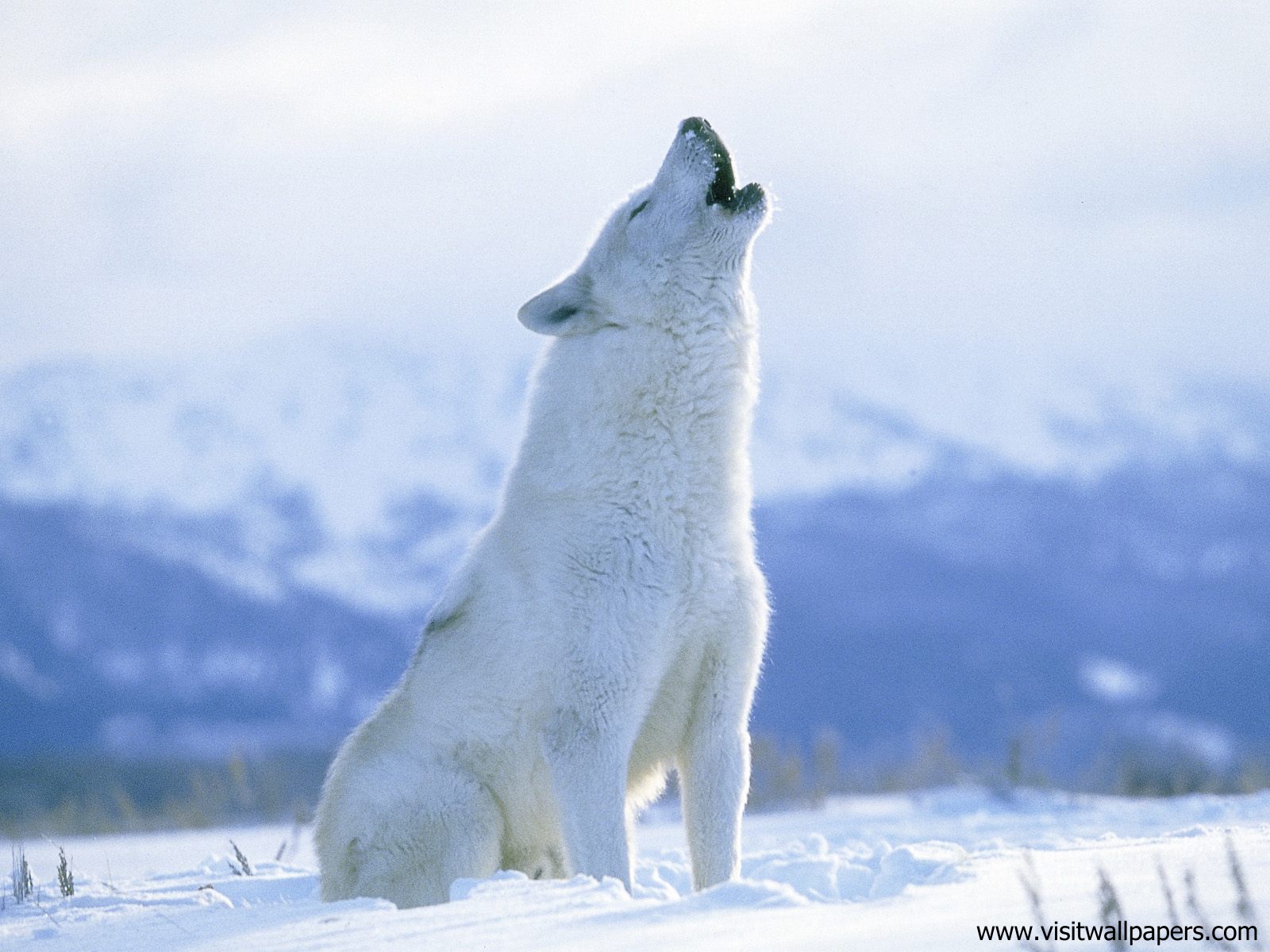 Animals_530