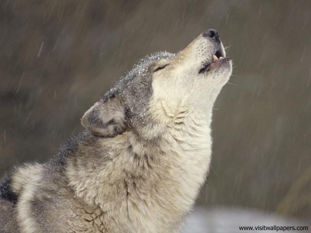Animals_531