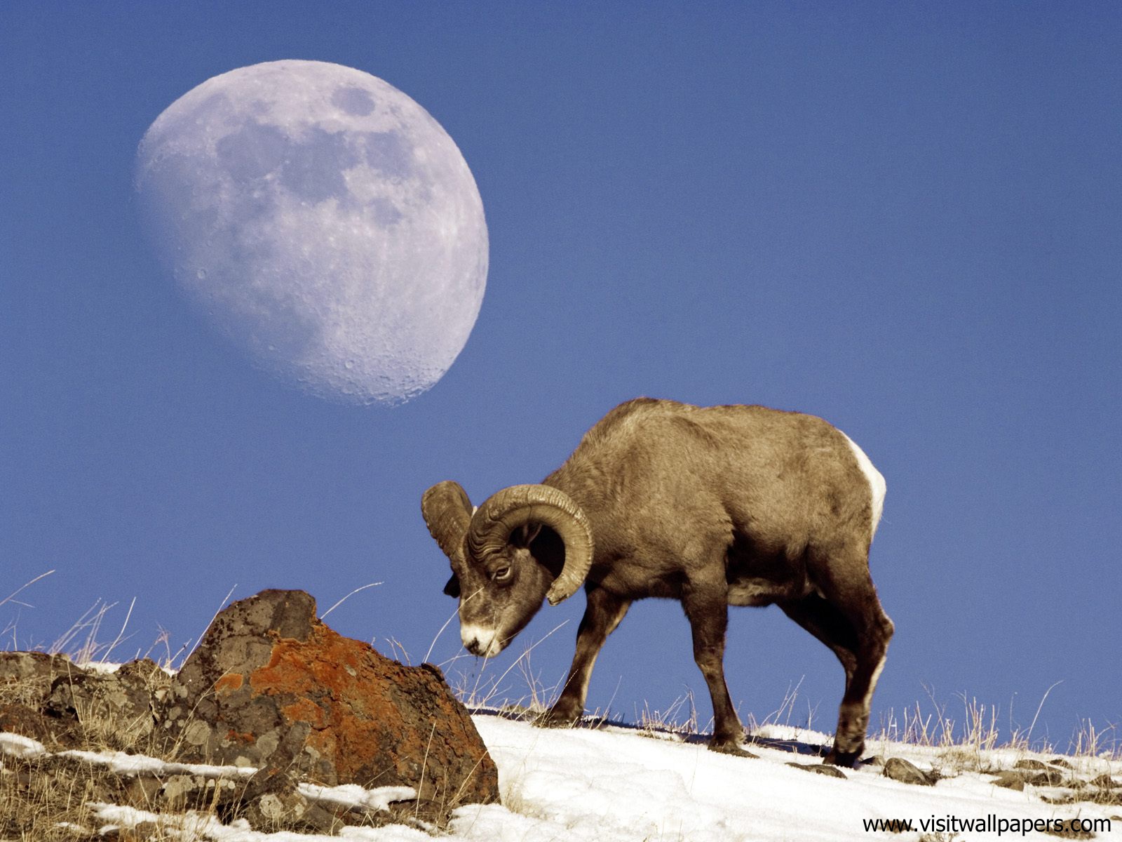 Animals_532
