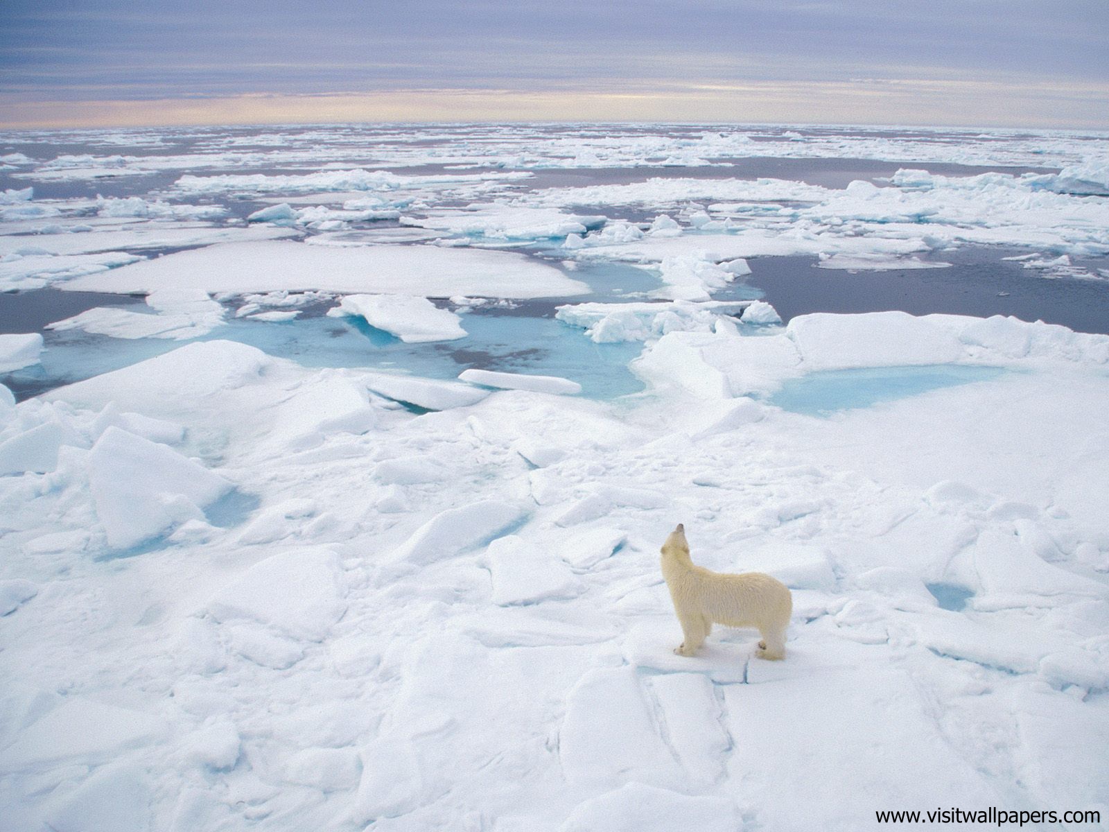 Animals_538