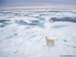 Animals_538