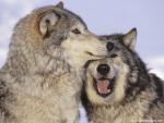 Animals_539