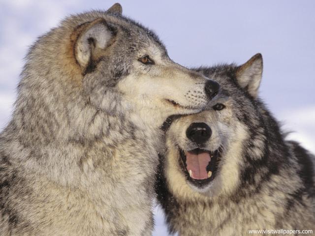 Animals_539