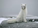 Animals_540
