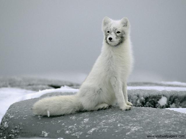 Animals_540