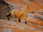 Animals_542