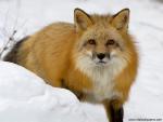 Animals_543