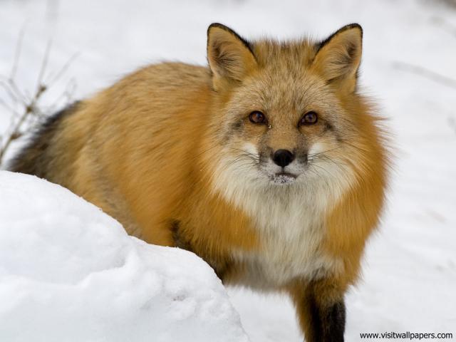 Animals_543