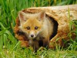 Animals_544