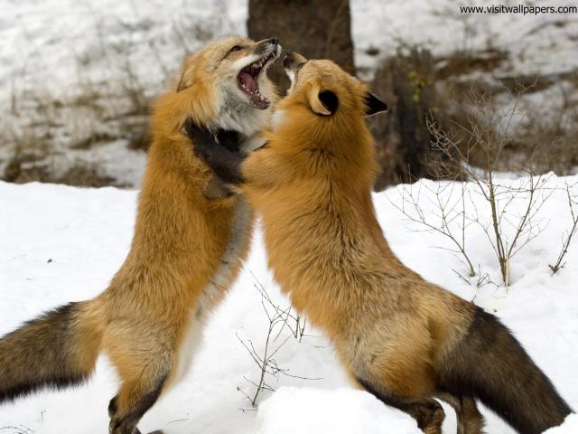 Animals_545