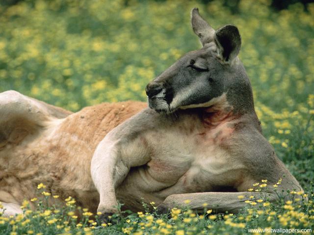 Animals_546