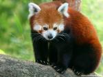 Animals_547