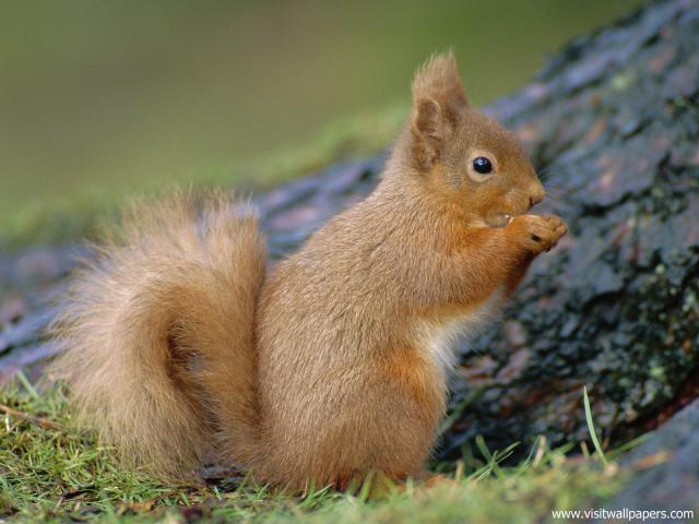 Animals_549