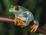 Animals_551