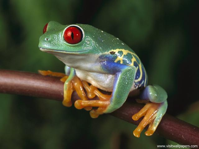 Animals_551