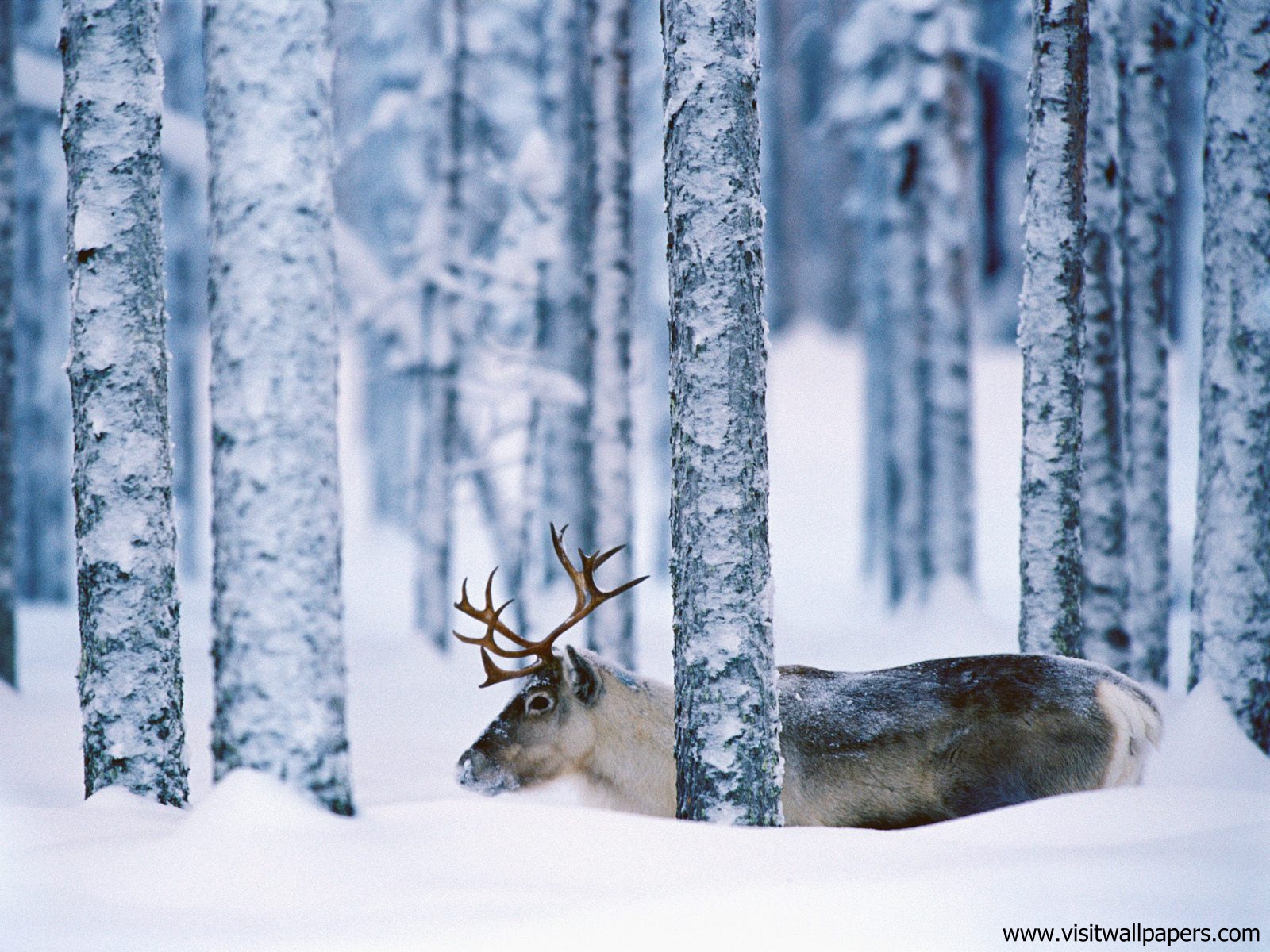 Animals_552