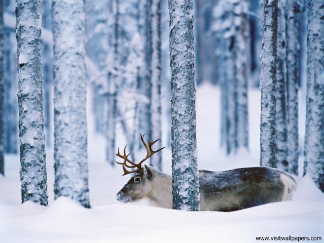 Animals_552