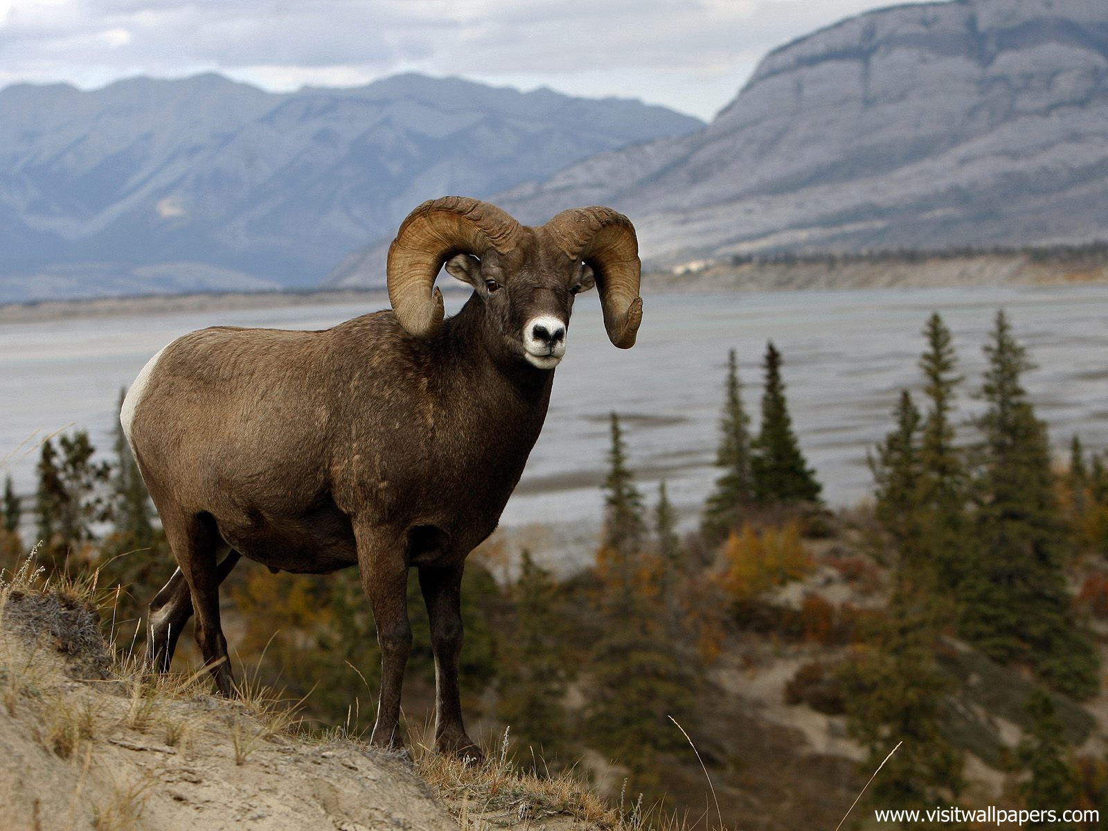 Animals_553