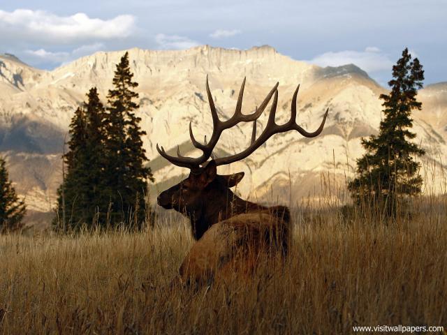 Animals_554