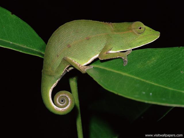 Animals_555