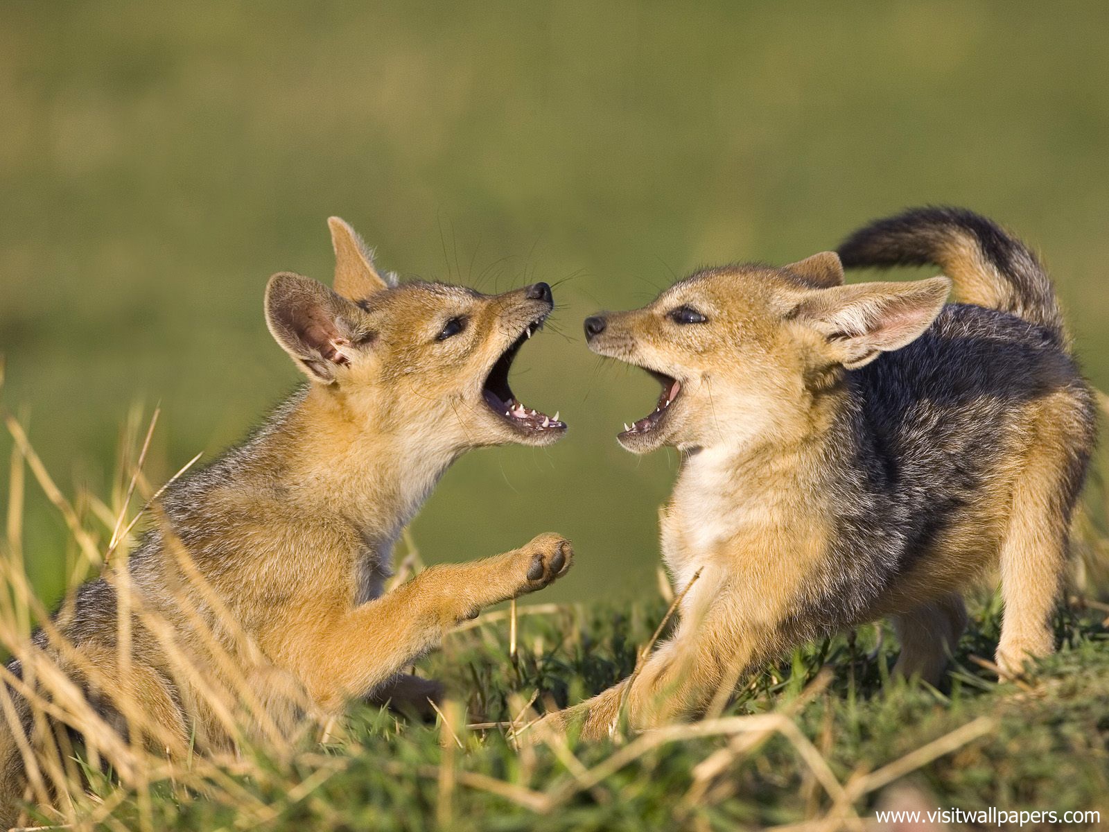 Animals_556