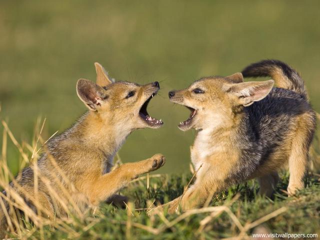 Animals_556
