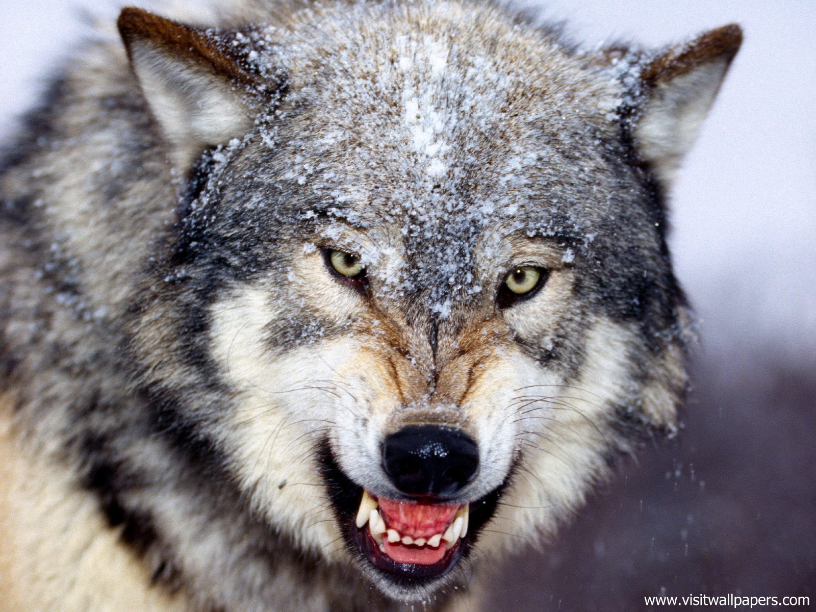 Animals_557